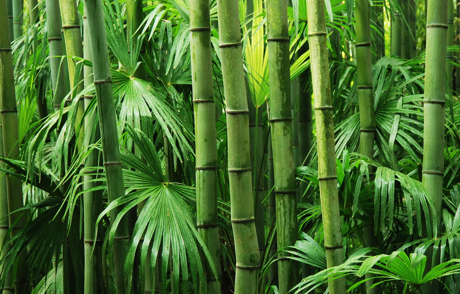 Čiužinys Antčiužinis RIPOSO BAMBOO 3,5 сm storio 120x200 cm aprašymas - Prekės nuotrauka