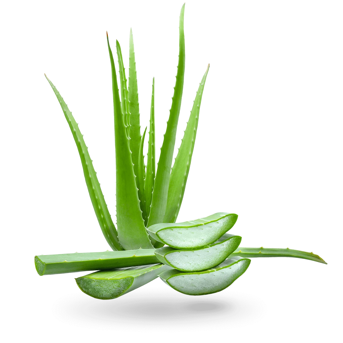 RIPOSO pagalvė Aloe Vera 70x50 cm aprašymas - Prekės nuotrauka