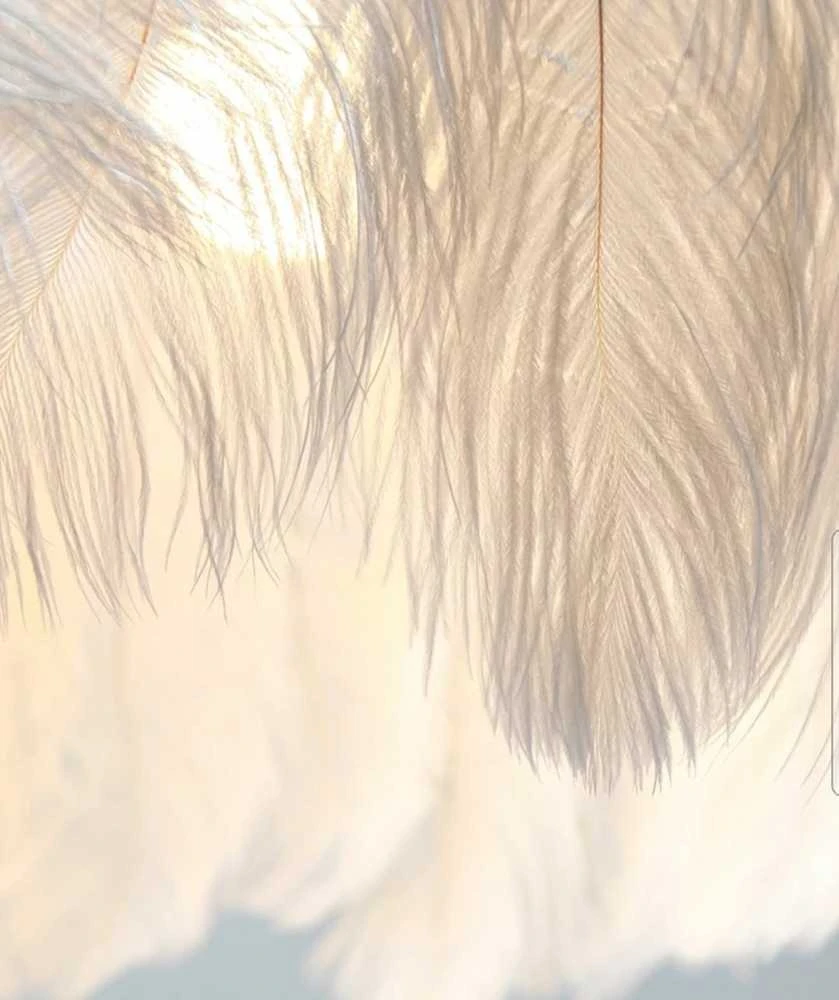 Pakabinamas šviestuvas Toolight Šviestuvas lubinis su plunksnomis Gold APP662