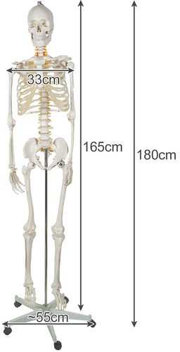 Žmogaus skeletas - 170 cm. Malatec 22583