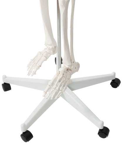 Žmogaus skeletas - 170 cm. Malatec 22583