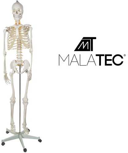 Žmogaus skeletas - 170 cm. Malatec 22583