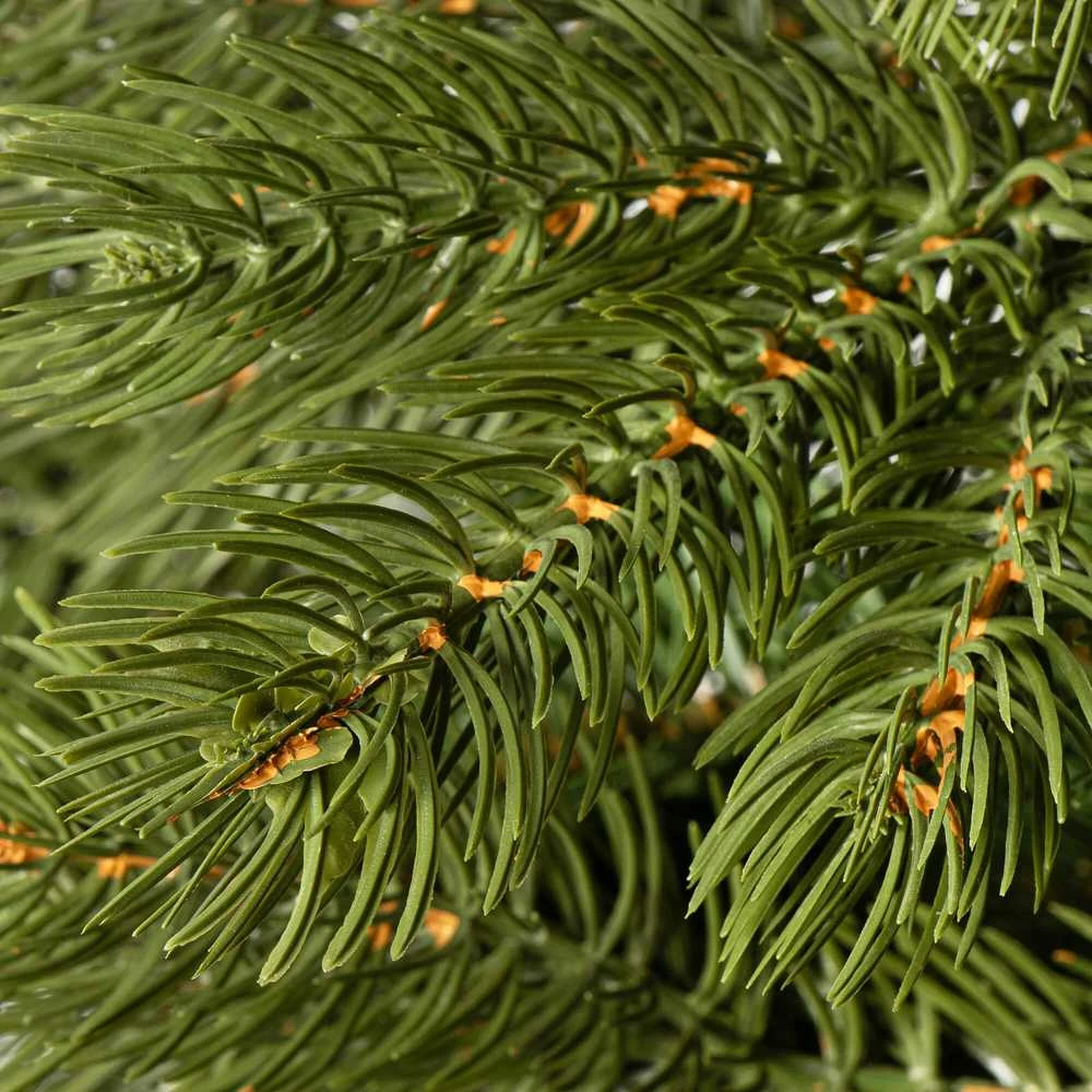 Kalėdų eglutė Springos CT0144 220 cm