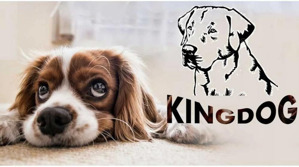 Aio Factory KingDog namelis augintiniui su dviem pagalvėlėmis