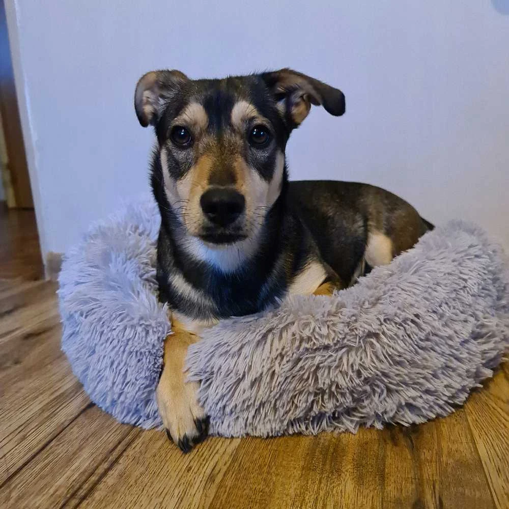 Purlov Hairy dog bed pilka 22759