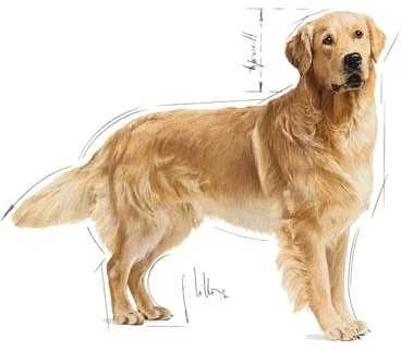 Royal Canin auksaspalvis retriveris suaugęs 12kg