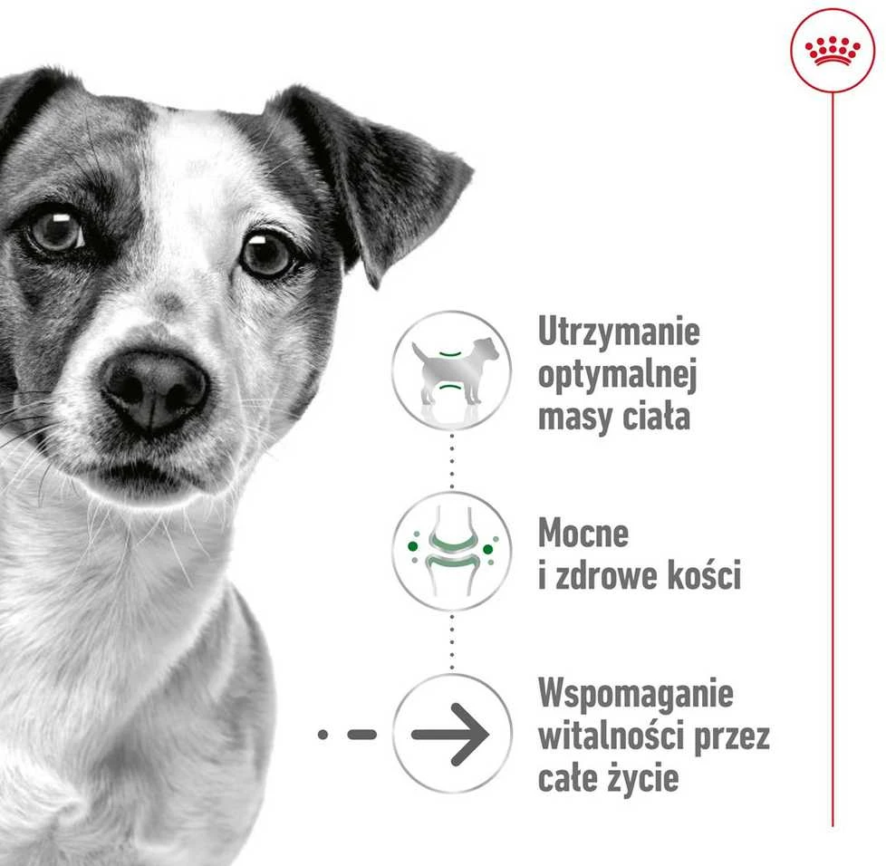 Šunų Maistas - Royal Canin Mini Senėjimas 12+ 12x85g