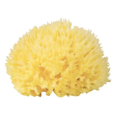 Bellini Babu® natūrali kempinė nr.10