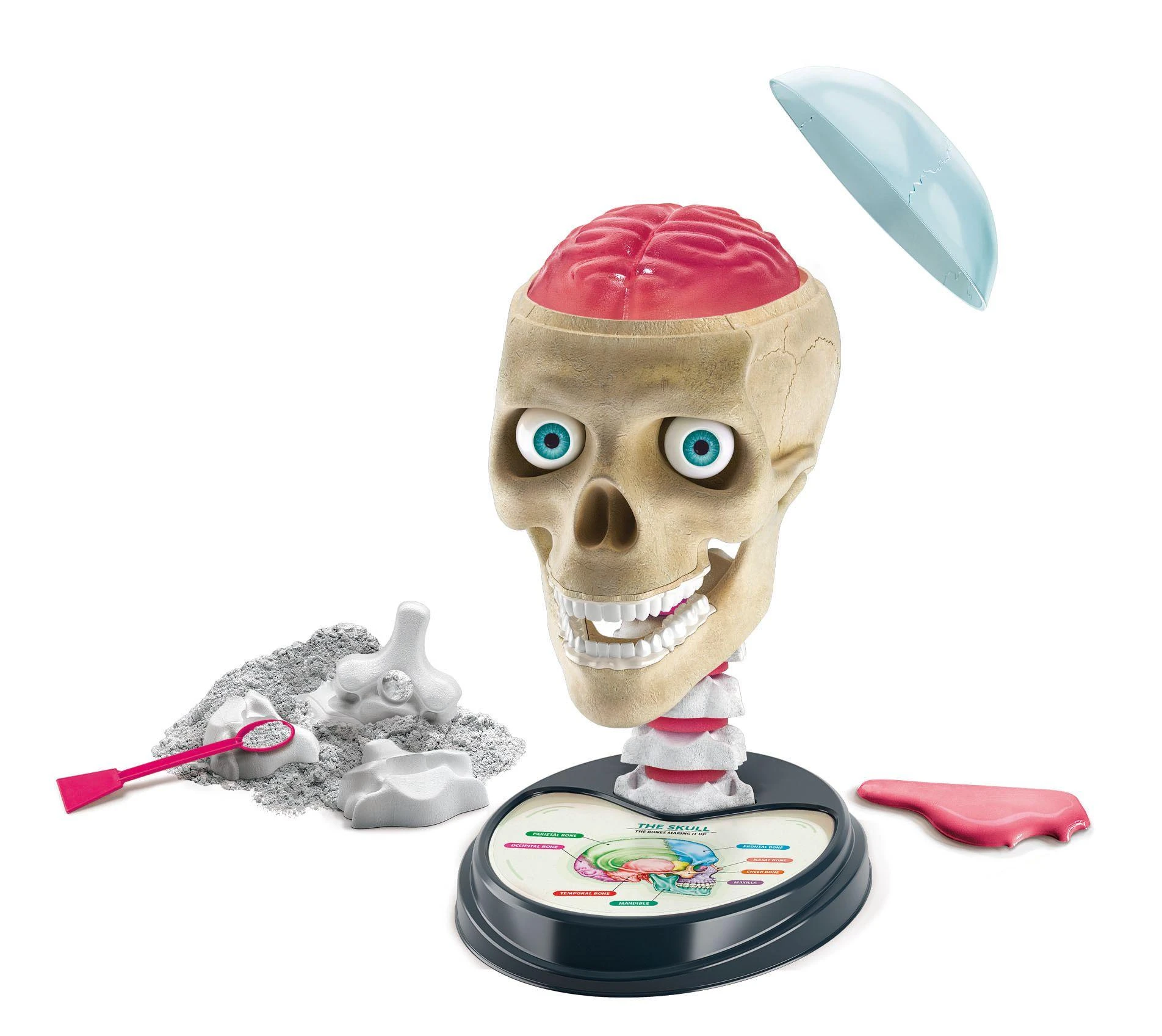 CLEMENTONI SCIENCE pažinimo rinkinys Anatomija (LT, LV, EE), 50367