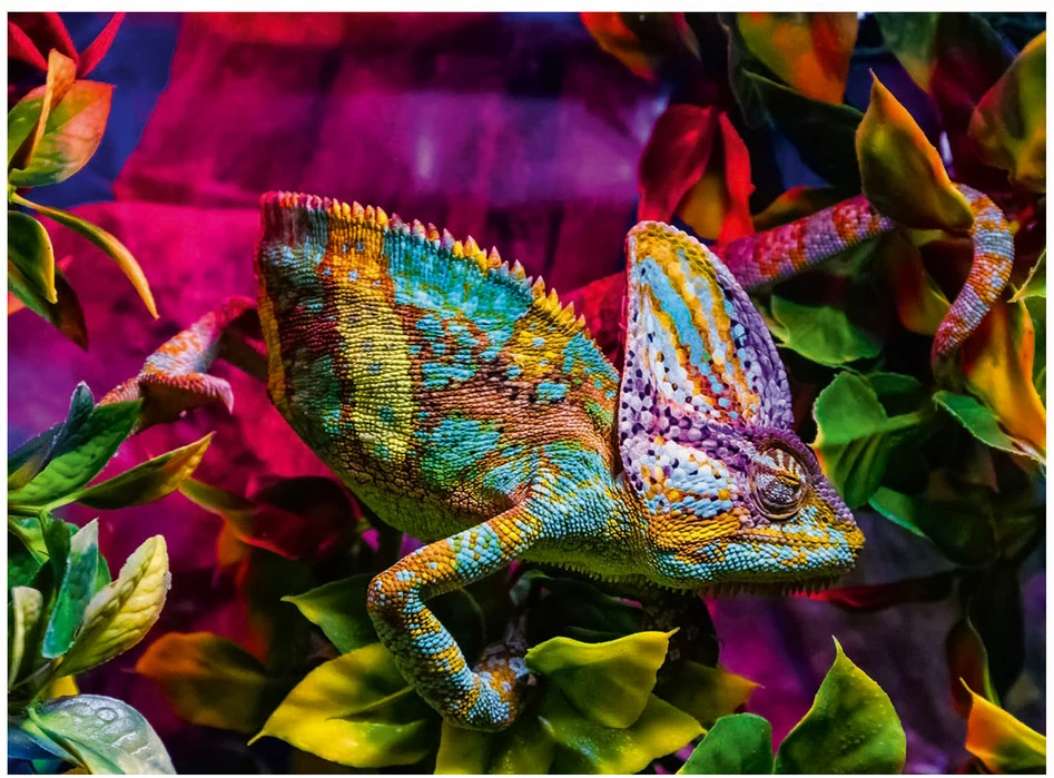 Ravensburger Dėlionė 500 vnt. - Chameleonas