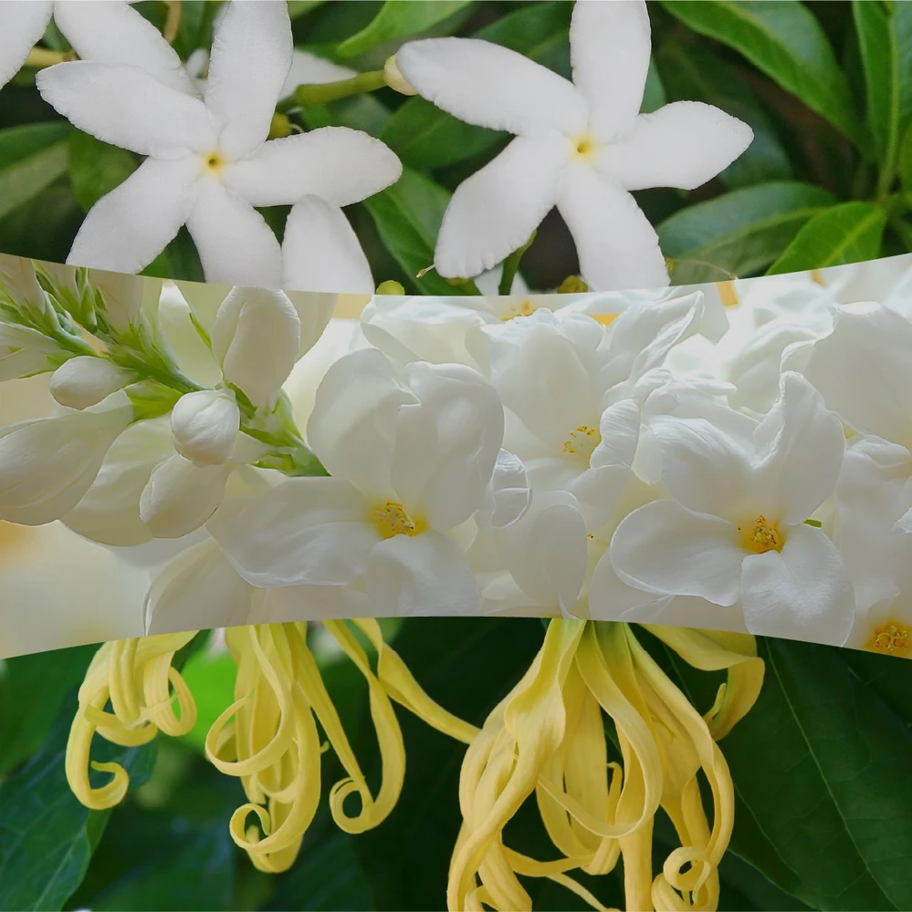 Woodwick Solar Orchid