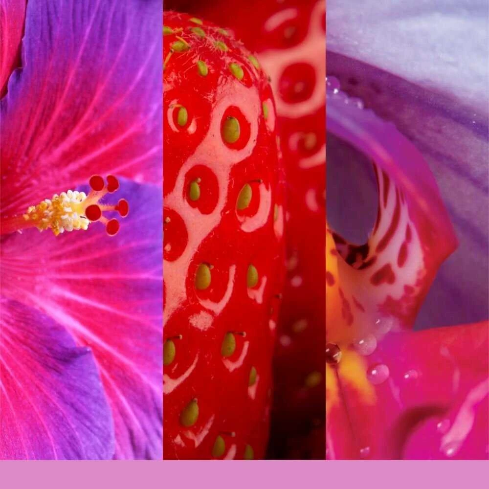 Yankee Candle Kvapų papildymas ScentPlug prietaisui – Wild Orchid (2vnt)