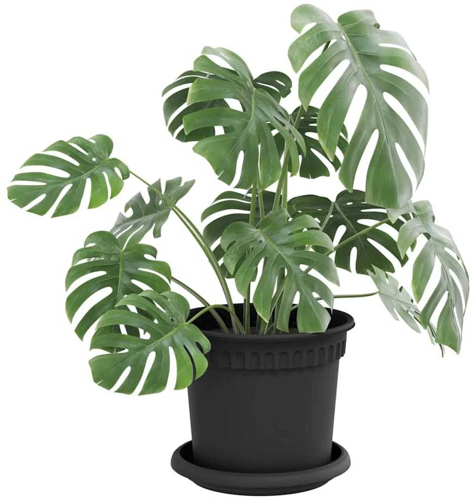 Apvalus gėlių padėklas 6 vnt. Juoda Ø 15,5 x 2 cm Plastmasė
