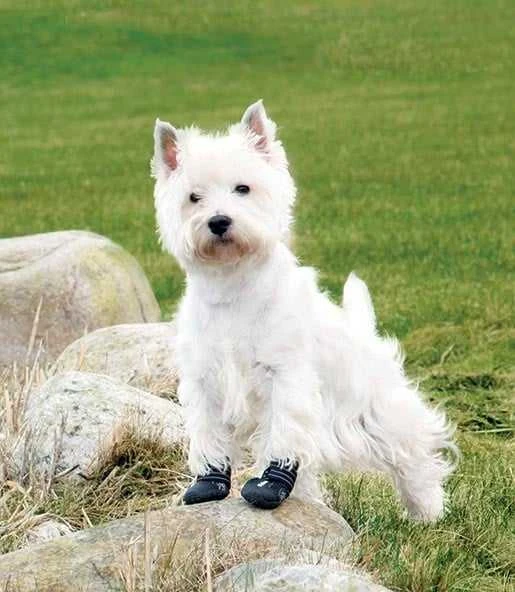 Trixie Walker Active apsauginiai batukai šuniui S-M, 2vnt., juodi
