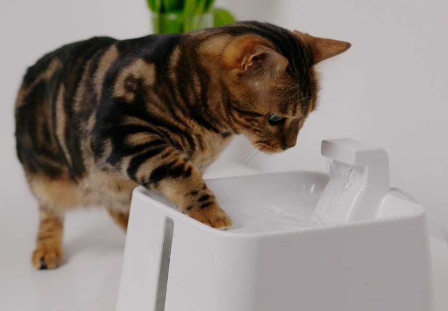 Automātiskā dzirdne dzīvniekiem - Placek Cat Epic Pet Zen water drinking fountain 2.4l/20cm