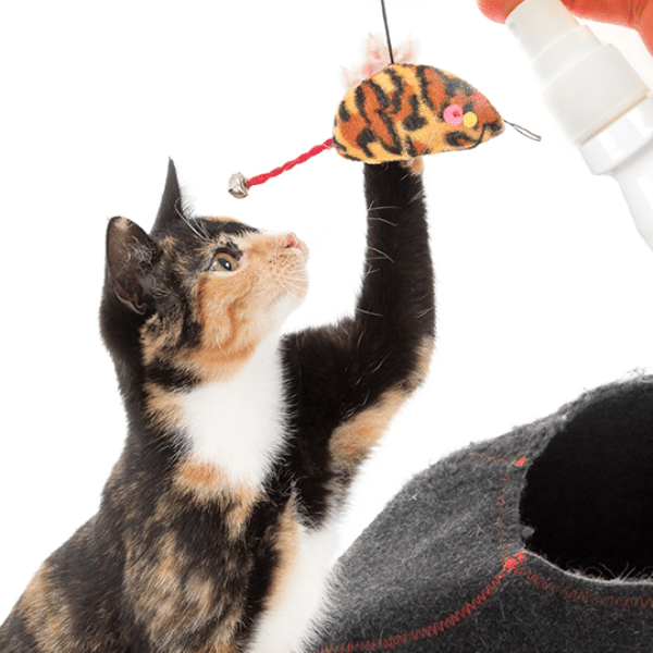 Beaphar Play spray 150 ml pritraukianti priemonė katėms