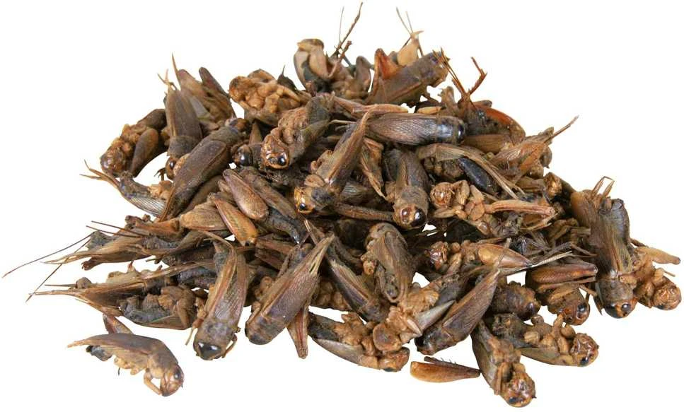 Trixie Reptile Food Crickets 250 ml/25 g (TX-76392)