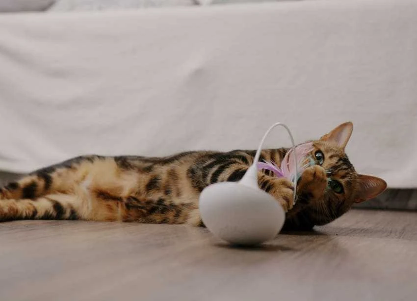 Katės žaislas: Placek Cat Epic Pet besisukančios plunksnos 8 cm