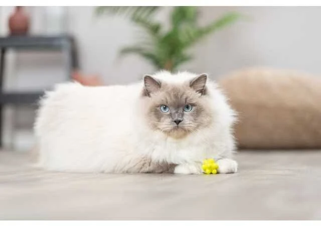TRIXIE Kamuoliukų su iškilimais rinkinys, guma 3.5 cm, 4 vnt.