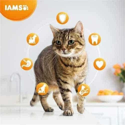 IAMS Adult Cat (vištiena) 10kg