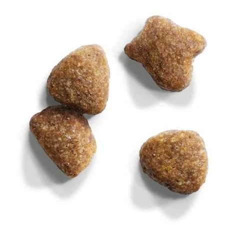 IAMS Adult Cat (ėriena) 10kg