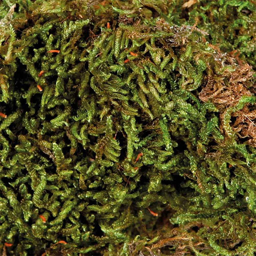 Trixie Moss, substratas drėgniems terariumams, 200 g