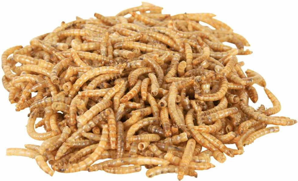 Trixie Miltų kirmėlių lervos, džiovintos, 70 g