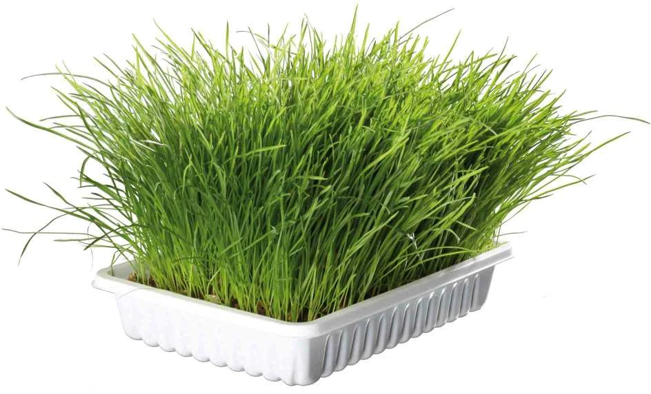 TRIXIE Minkšta žolė, dubenėlyje apie 100 g