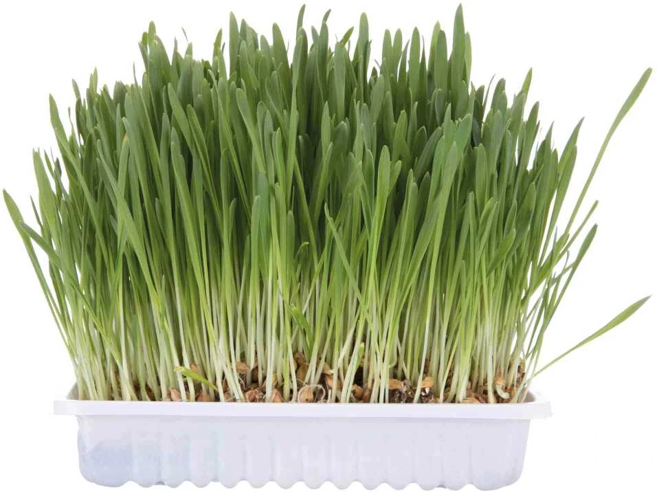 Trixie Žolė natūrali katėms 100g maišelyje MR