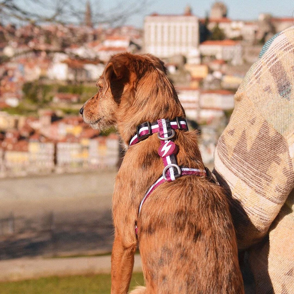 Dashi Dryžuotas Atgal Dirželis – Reguliuojamas Apsauginio Šuns Dirželis, Violetinės Ir Juodos Spalvos, Vidutinio Dydžio