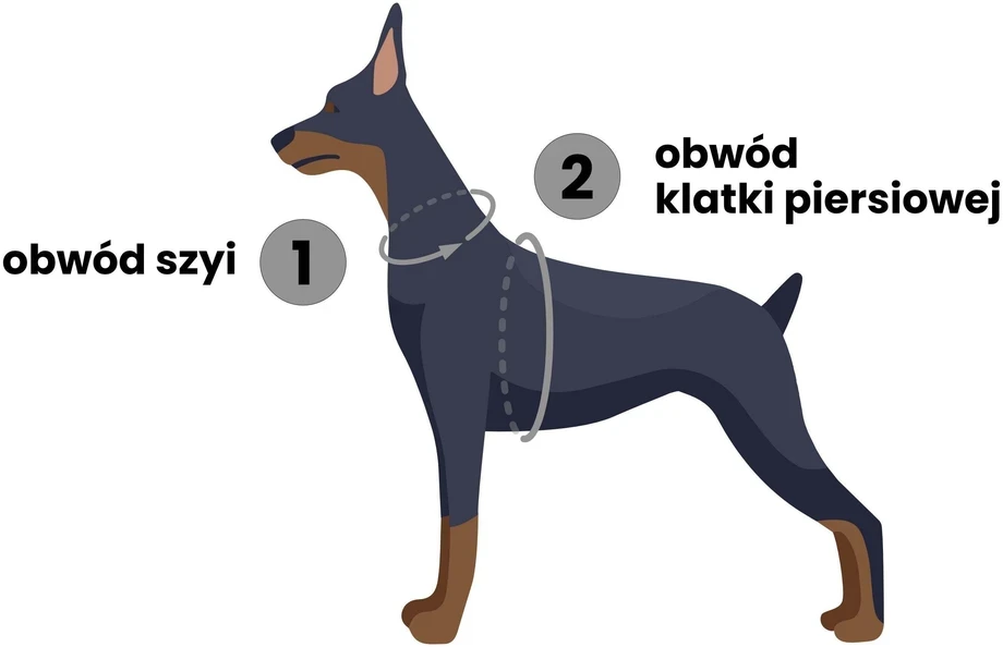 Dashi Neono žalios spalvos diržai – reguliuojami Guard Dog diržai, lengvi ir saugiai priglundantys, mažas dydis