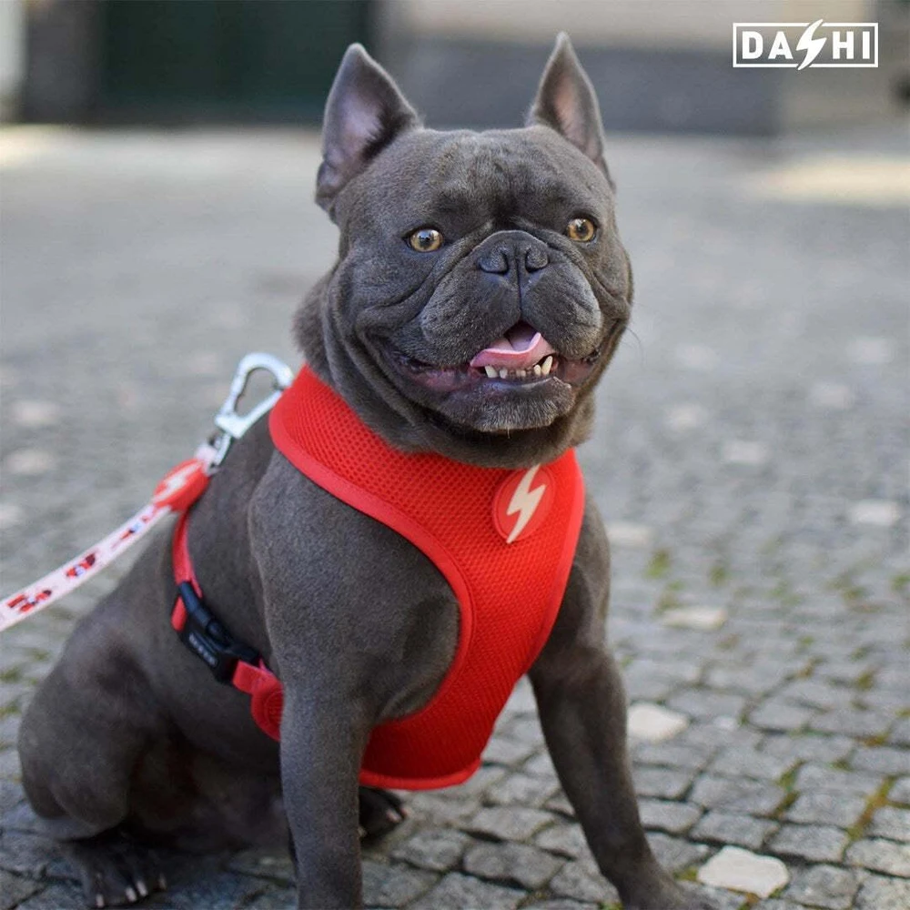 „Dashi Tribes Neo Mesh“ diržas suaugusiems – nespaudžiantis dvipusis neoprenas, raštas „Brave Creature“, XL dydis