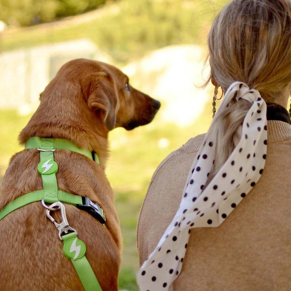 Dashi tvirtas diržas „Solid Back Harness“ žalias – reguliuojamas „Guard Dog“ diržas, vidutinio dydžio, patvarus dizainas