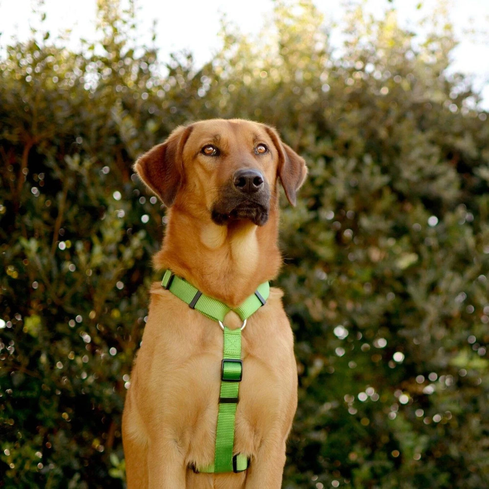 Dashi tvirtas diržas „Solid Back Harness“ žalias – reguliuojamas „Guard Dog“ diržas, vidutinio dydžio, patvarus dizainas
