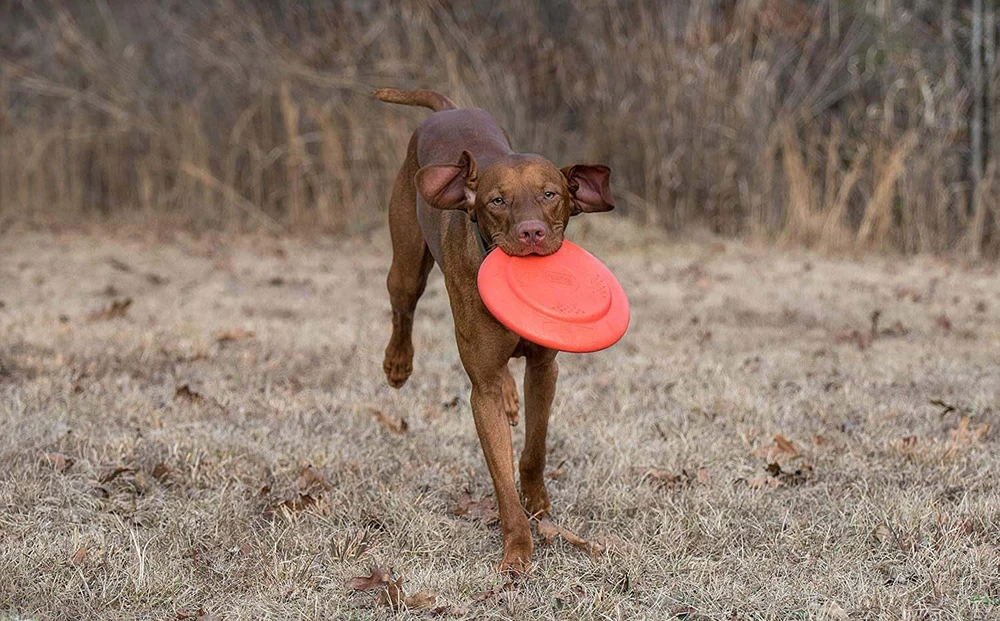 „Dexas Off-Leash“ skraidantis lėkštė – plaukiojantis patvarus šunų diskas su karabino tvirtinimu