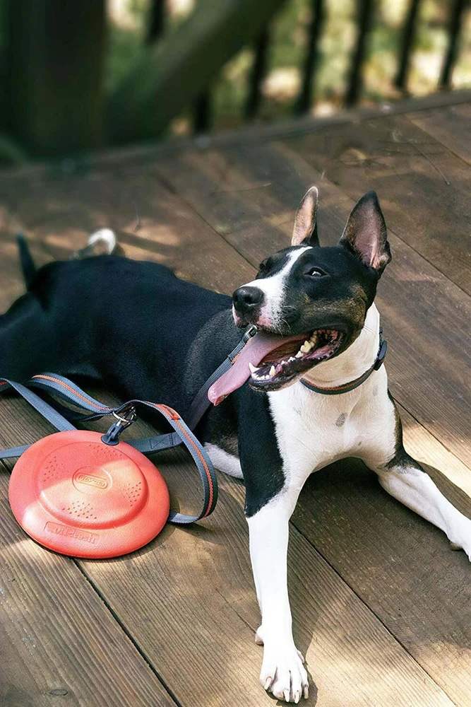 „Dexas Off-Leash“ skraidantis lėkštė – plaukiojantis patvarus šunų diskas su karabino tvirtinimu