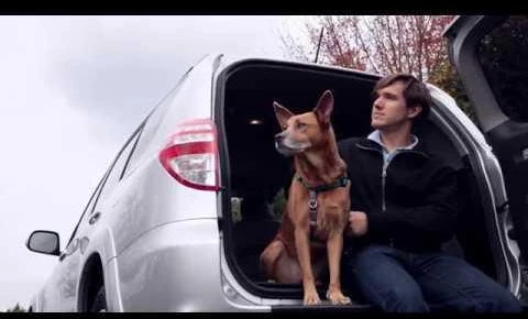 „Happy Ride“ teleskopinės rampos šunims – reguliuojamas lengvas dizainas, patvarus neslystantis paviršius – PetSafe