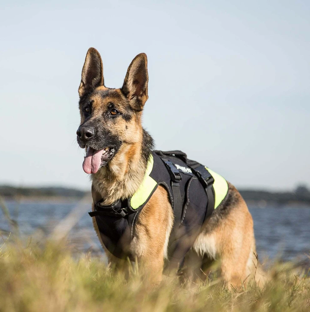 Julius-K9 Neono Daugiafunkcinė Liemenė – Lengvas Plaukimo ir Reabilitacijos Palaikymas, Dydis S