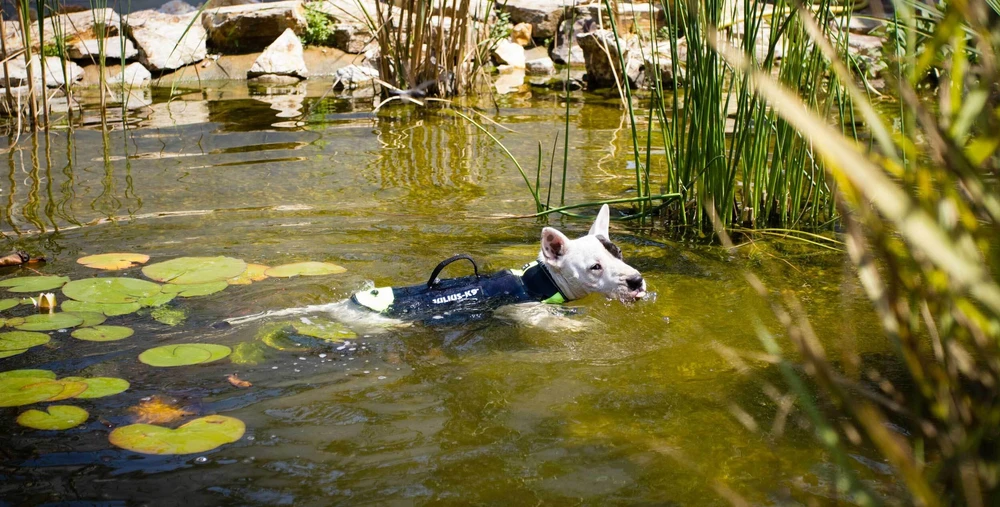 Julius-K9 Neono Daugiafunkcinė Liemenė – Lengvas Plaukimo ir Reabilitacijos Palaikymas, Dydis S