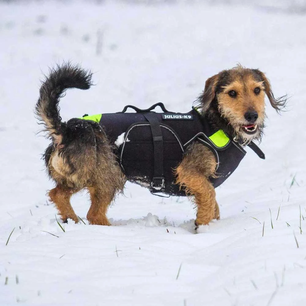 Julius-K9 Neono Daugiafunkcinė Liemenė – Lengvas Plaukimo ir Reabilitacijos Palaikymas, Dydis S