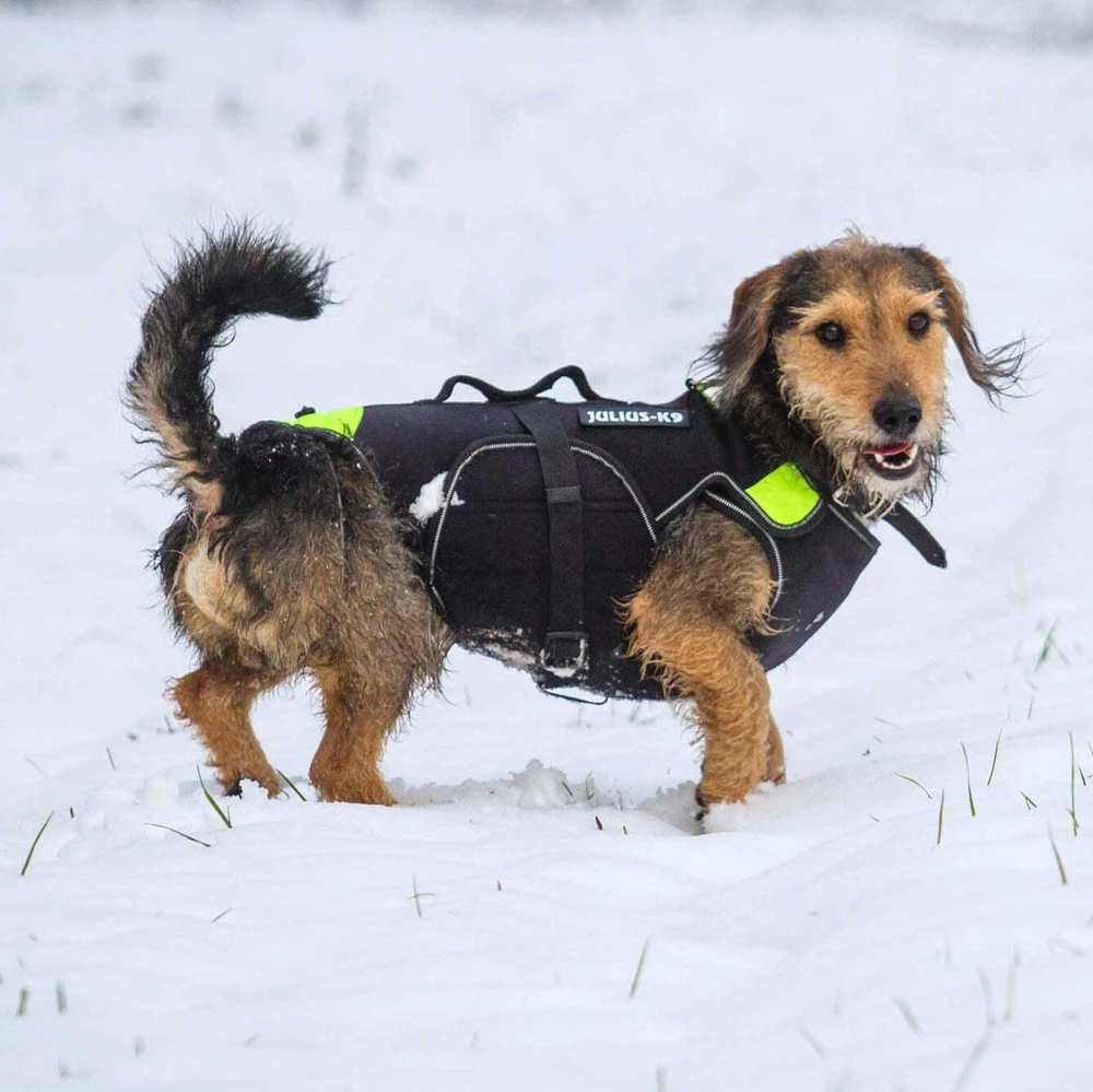 Julius-K9 Neono Daugiafunkcinė Liemenė – Lengvas Plaukimo ir Reabilitacijos Palaikymas, Dydis S