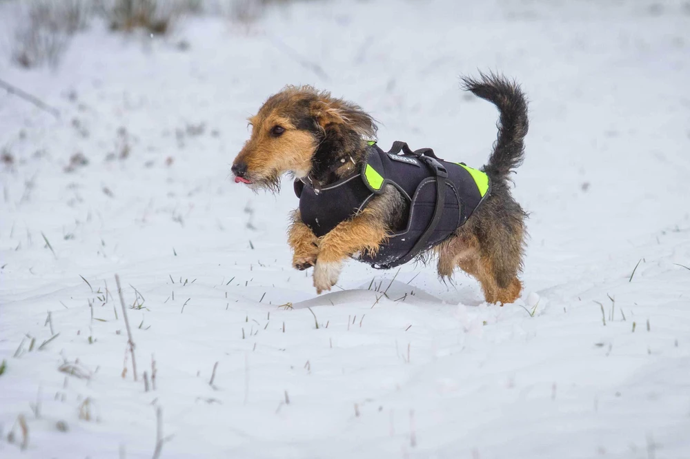 Julius-K9 Neono Daugiafunkcinė Liemenė – Lengvas Plaukimo ir Reabilitacijos Palaikymas, Dydis S