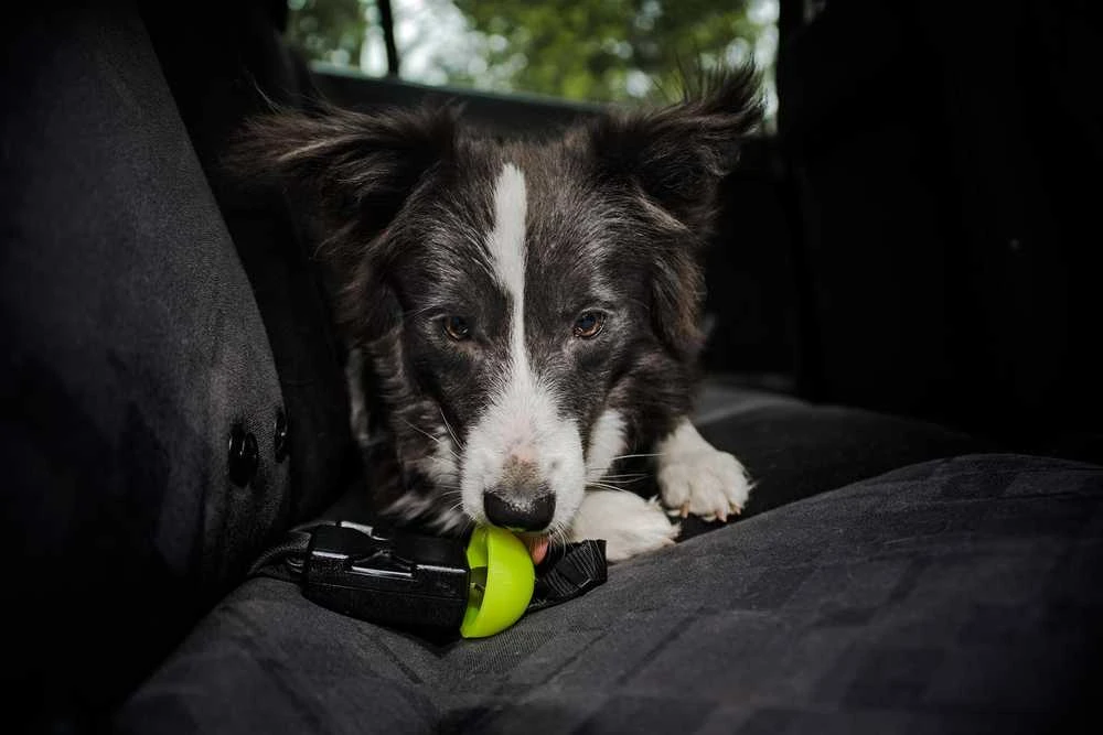 Julius-K9 StopDog Mobilumo Kontrolės Automobilinis Pavadėlis – Reguliuojamas Saugos Diržas, Patvarus Nailonas