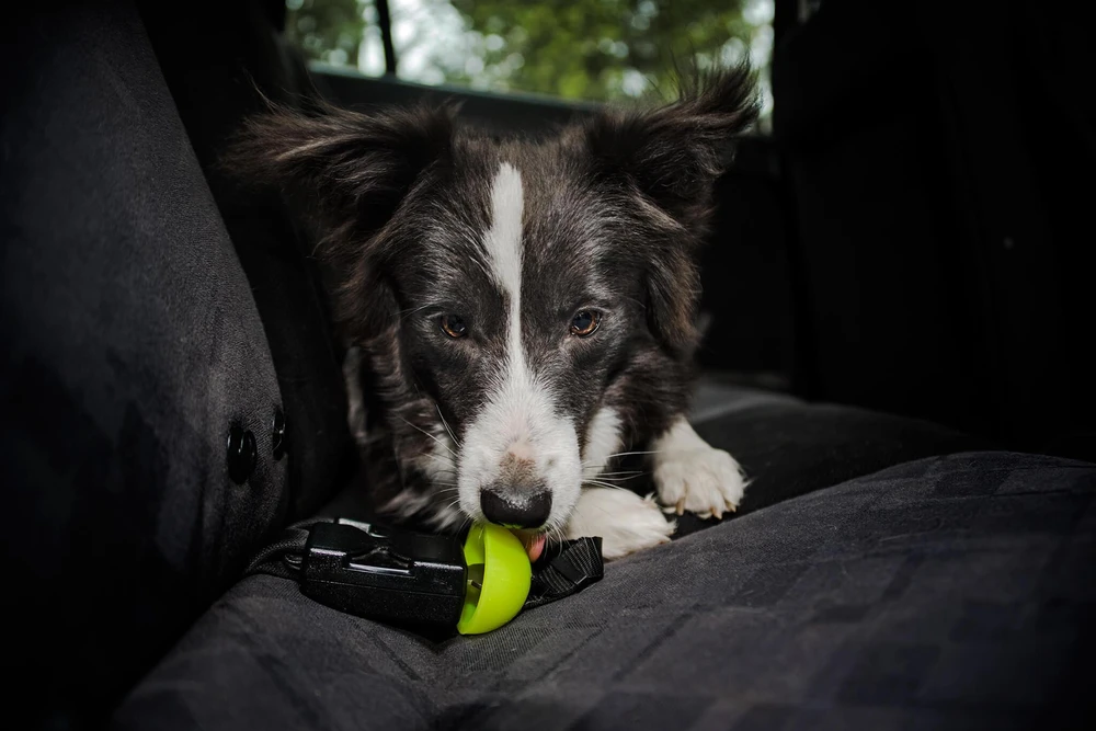 Julius-K9 StopDog Mobilumo Kontrolės Automobilinis Pavadėlis – Reguliuojamas Saugos Diržas, Patvarus Nailonas