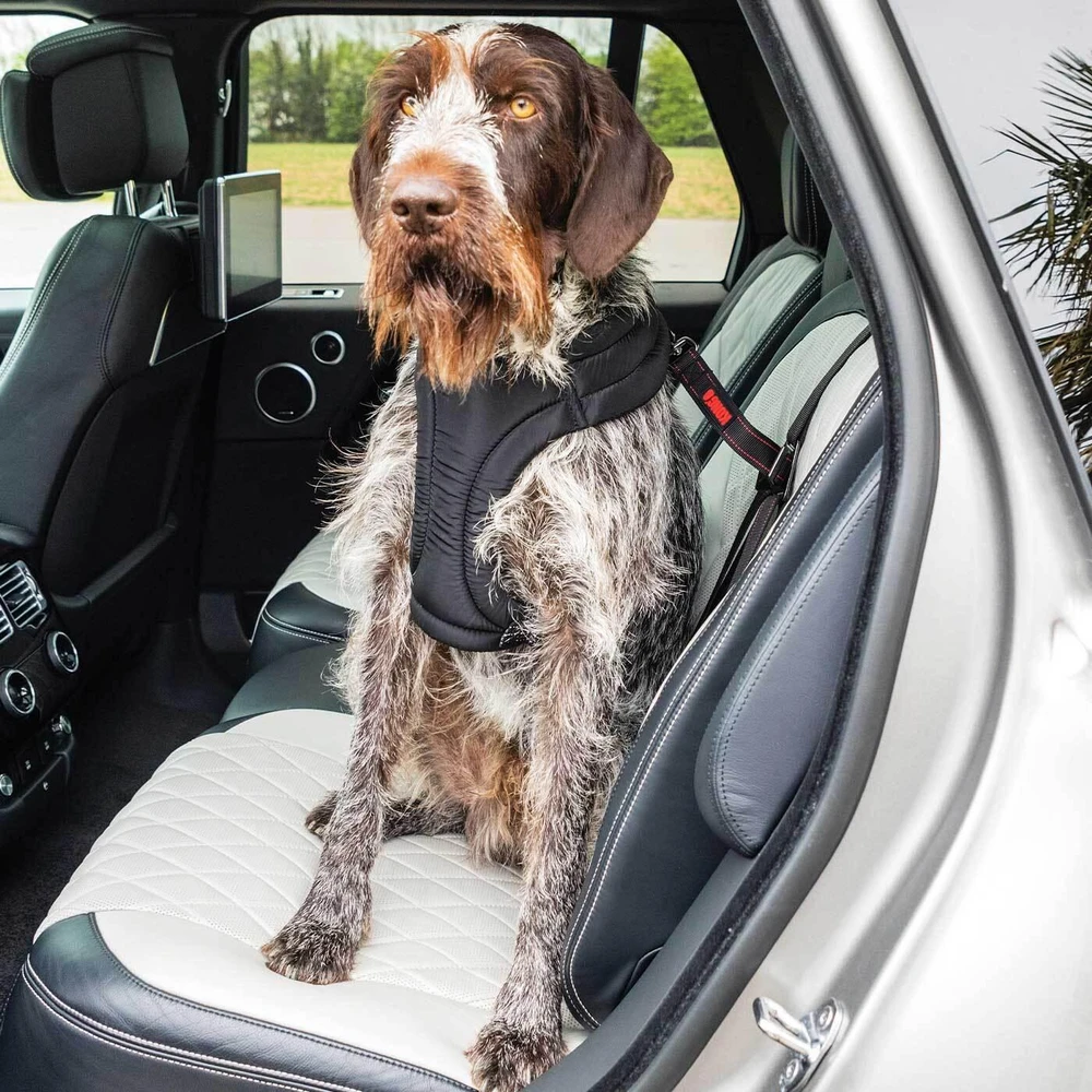 KONG kelioninis tvirtinimo diržas – trijų taškų reguliuojamas automobilio saugos diržas su ISOFIX suderinamumu