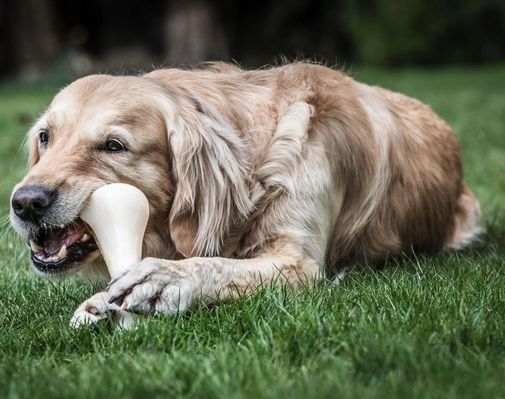 Nylabone Extreme Chicken Bone XXL – Itin didelis patvarus kramtomasis žaislas su tikrovišku vištienos skoniu