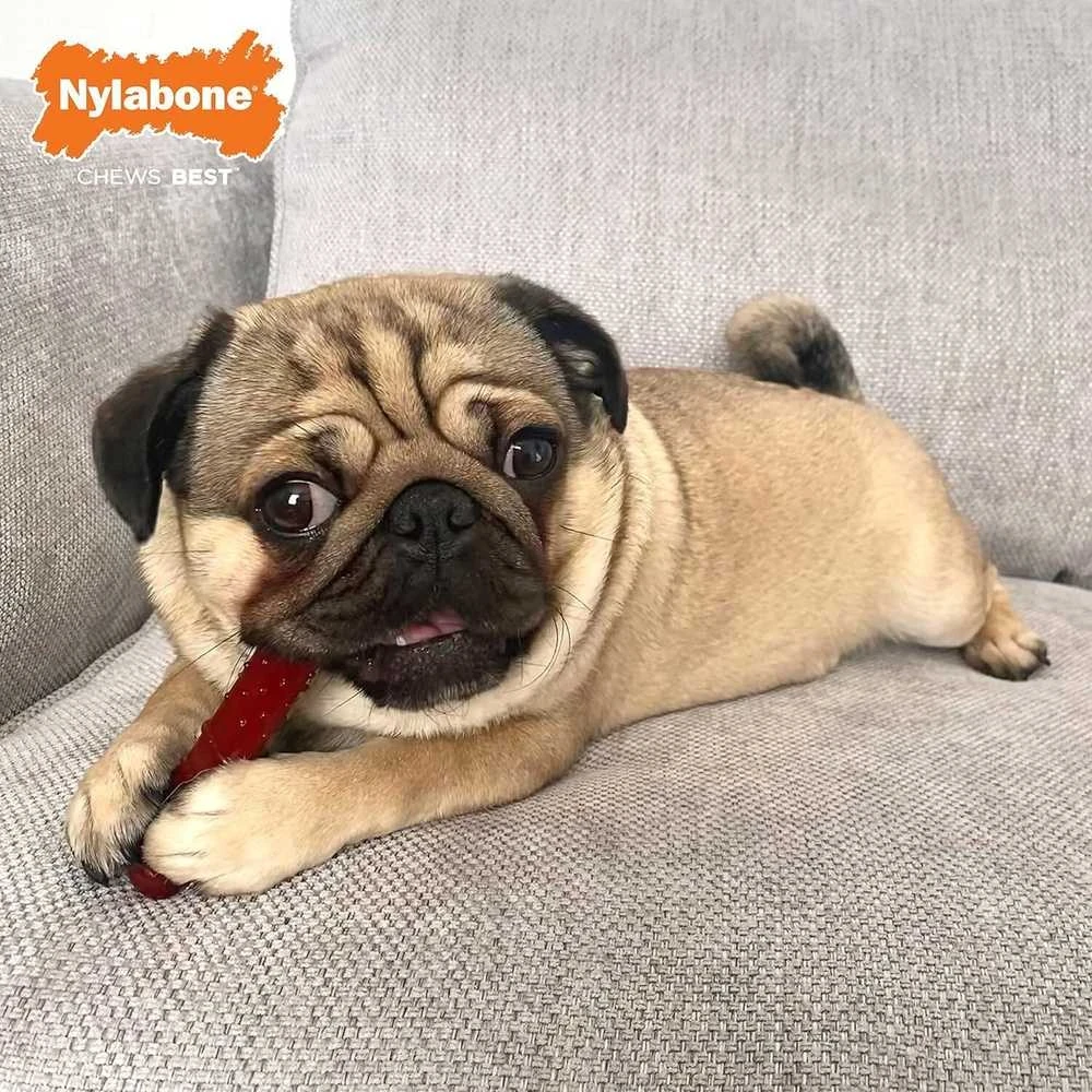 Nylabone Power Chew Basted Blast Bone XS – Kietas Dvigubo Skonio Šoninės ir Kepsninės Kramtomųjų Žaislų Rinkinys, 2 vnt.