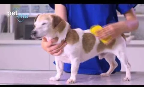 Pet+Me vidutinio dydžio silikoninis šepetėlis geltonas – universalus švelnus priežiūros įrankis visų tipų kailiui