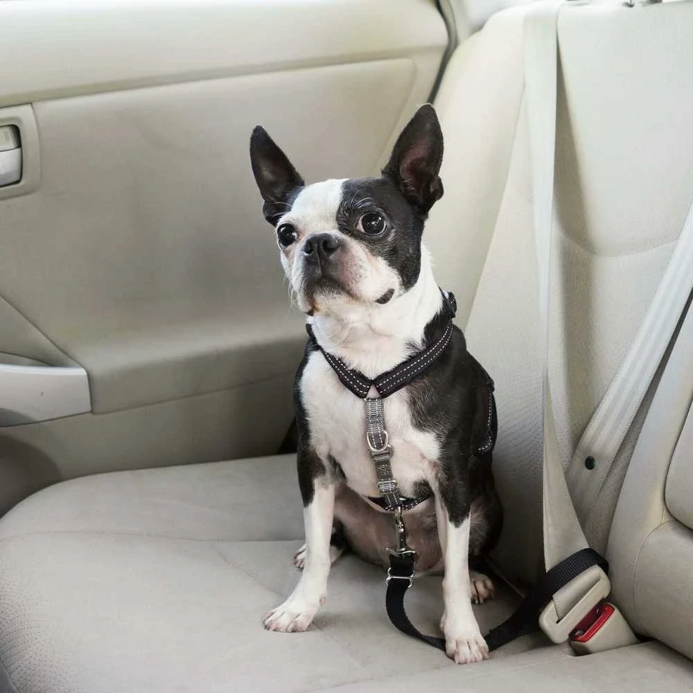 PetSafe 3in1 pavadėlis ir automobilinis saugos diržas – reguliuojamo vidutinio dydžio, saugus daugiafunkcis dizainas