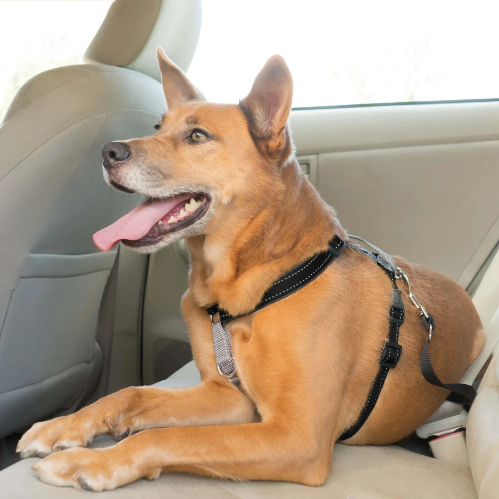 PetSafe 3in1 pavadėlis ir automobilinis saugos diržas – reguliuojamo vidutinio dydžio, saugus daugiafunkcis dizainas